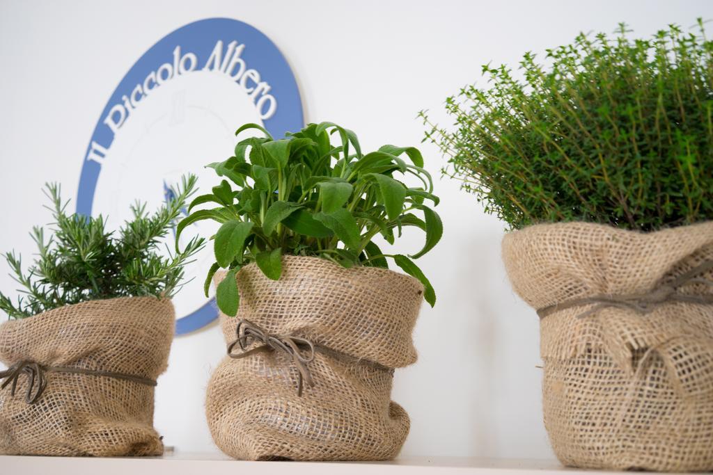Il Piccolo Albero Apartment Scardovari Ngoại thất bức ảnh